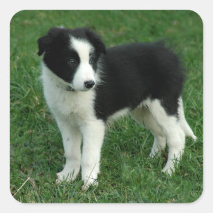 Black & White Border Collie Puppy Dog Stickers