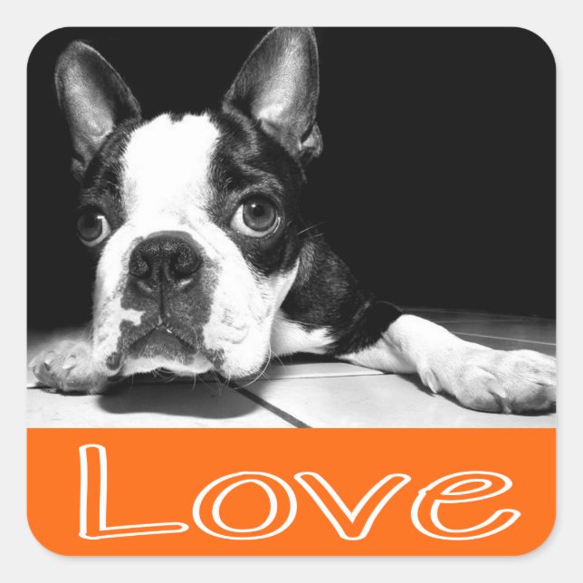 Black & White Boston Terrier Puppy Dog Sticker (Front)