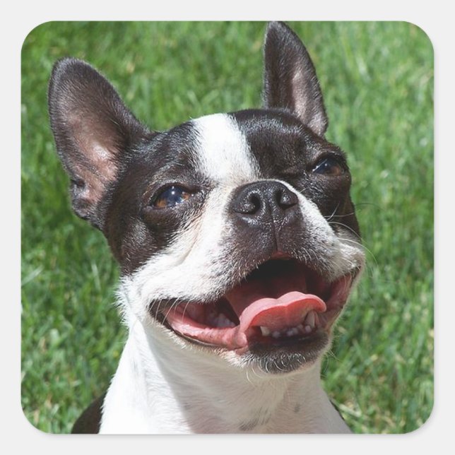 Black & White Boston Terrier Puppy Dog Sticker (Front)