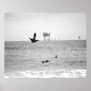 Black & White Brown Pelicans Over the Ocean 16x20 Poster