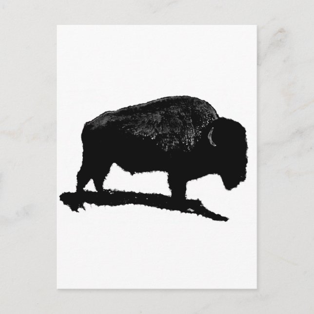 Black & White Buffalo Postcard (Front)