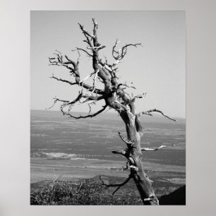 Black & White Burnt Juniper Tree 16x20 Poster