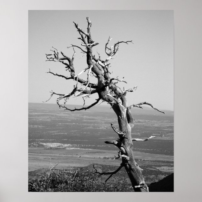 Black & White Burnt Juniper Tree 16x20 Poster (Front)