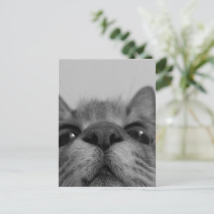 Black&White Cat Face Postcard
