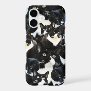 Black White Cat Madness