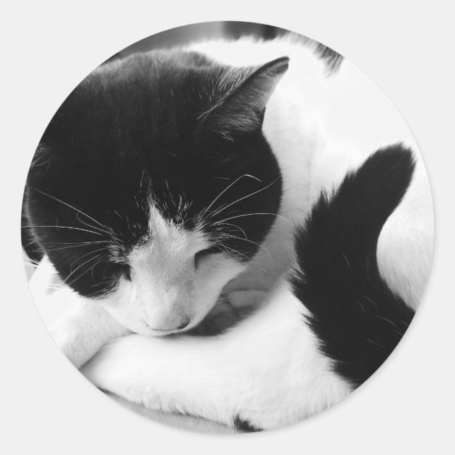 Black & White Cat Photo Stickers (Front)
