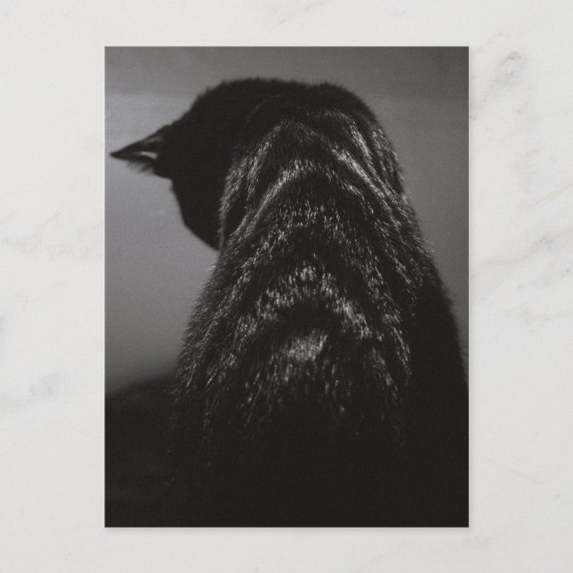 Black & White Cat Postcard (Front)