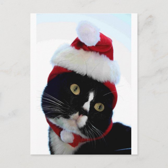 Black & White Cat Santa Hat looking left no frame Holiday Postcard (Front)