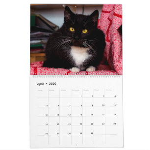 Black & White Cats & Kittens  Kitty Cat  2021 Calendar