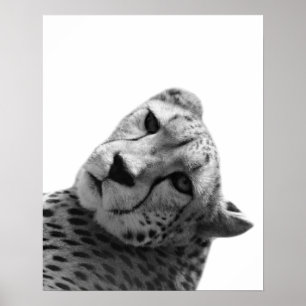 Black white cheetah leopard jungle animal photo poster