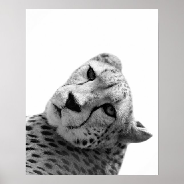 Black white cheetah leopard jungle animal photo poster (Front)