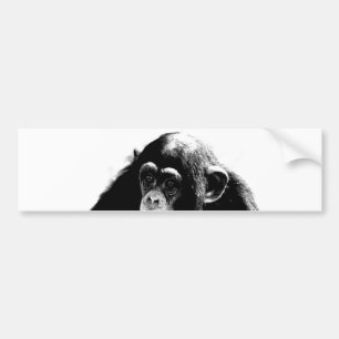 Black White Chimpanzee Bumper Sticker