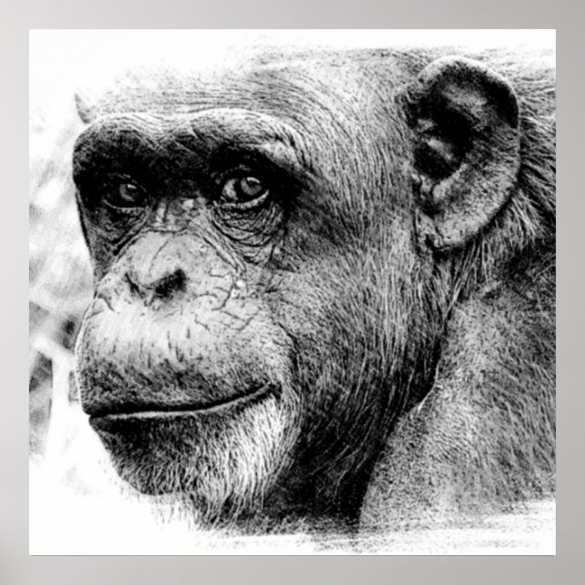 Black & White Chimpanzee Digital Sketch Artwork Poster (Front)