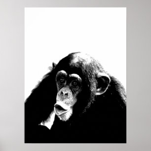 Black White Chimpanzee Poster
