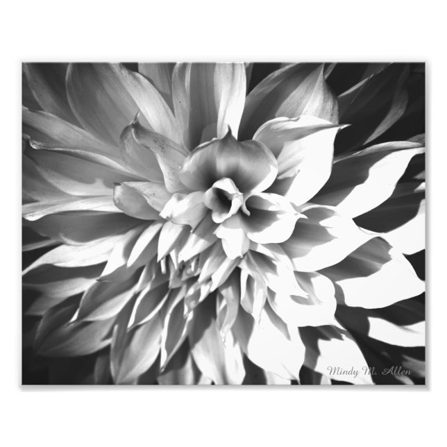 Black & White Chrysanthemum Print 8 x 10 (Front)