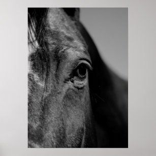 Black & White Close-up Horse Eye Artwork Poster