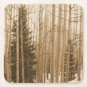 Black & White Colorado Aspen Forest Coaster