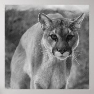 Black & White Cougar Poster