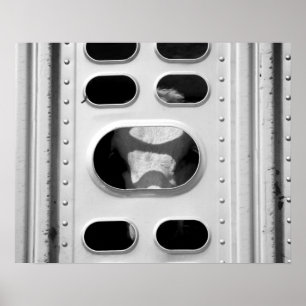 Black & White Cow in a Cattle Truck 16x20 Poster