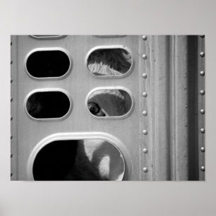 Black & White Cow Looking Through a Truck 16x20 Poster