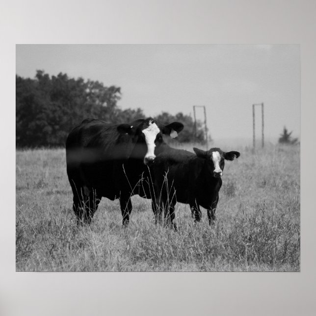 Black & White Cow with Her Calf 16x20 Poster (Front)