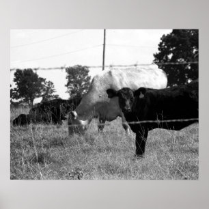 Black & White Cows Grazing Behind Barbed Wire 16x2 Poster