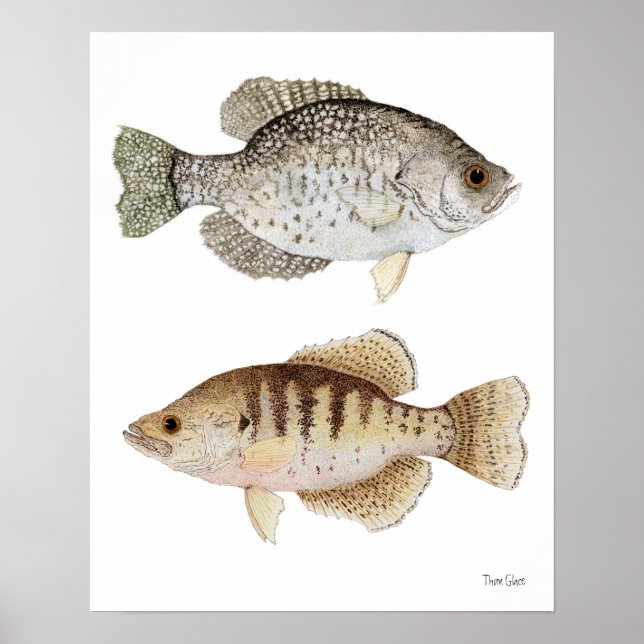 Black & White Crappies Poster (Front)