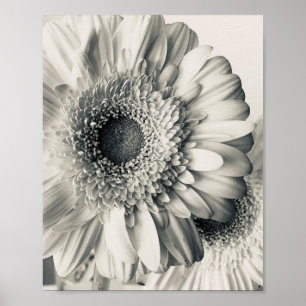 Black white daisy flower photo poster