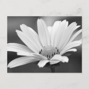 Black White Daisy Zazzle Postcards