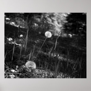 Black & White Dandelions in the Woods 16x20 Poster