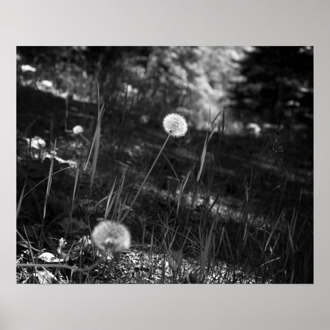 Black & White Dandelions in the Woods 16x20 Poster (Front)