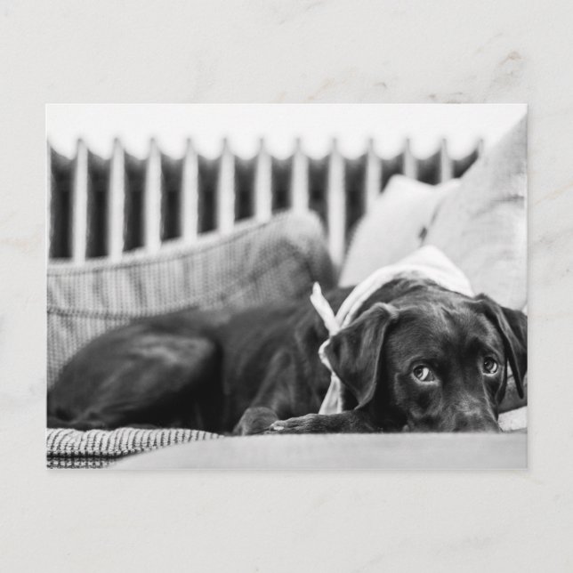 Black & White Dog Relaxing Sleepy Chocolate Lab Postcard (Front)