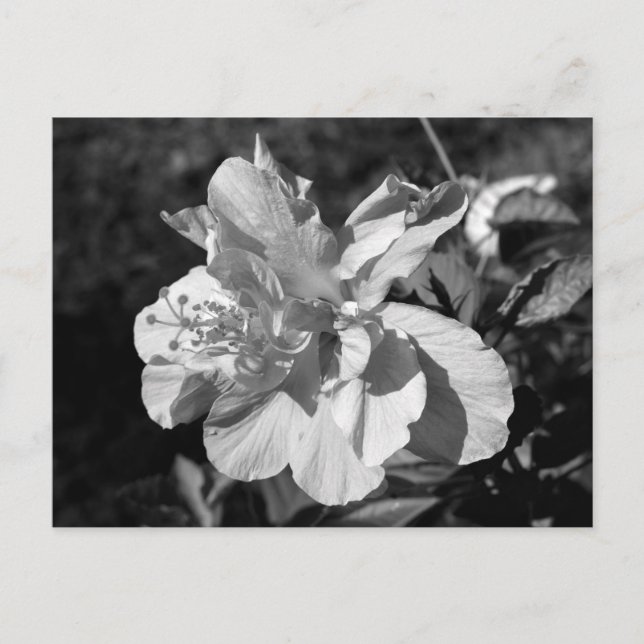 Black & White Double Hibiscus Flower Postcard (Front)