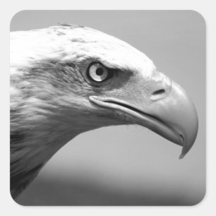 Black & White Eagle Eye Square Sticker