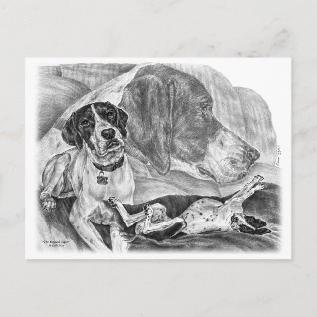 Black & White English Pointer Dogs Postcard (Front)
