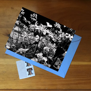Black & White Floral Photograph Spring Flowers Postcard
