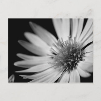 Black & White Flower Postcard