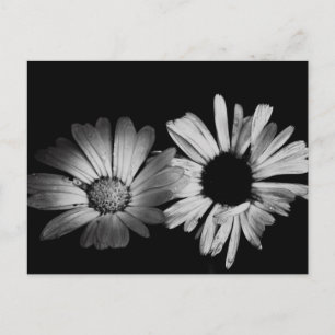Black & White Flowers Postcard