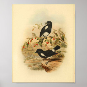 Black White Flycatcher Bird Vintage 1884 Print