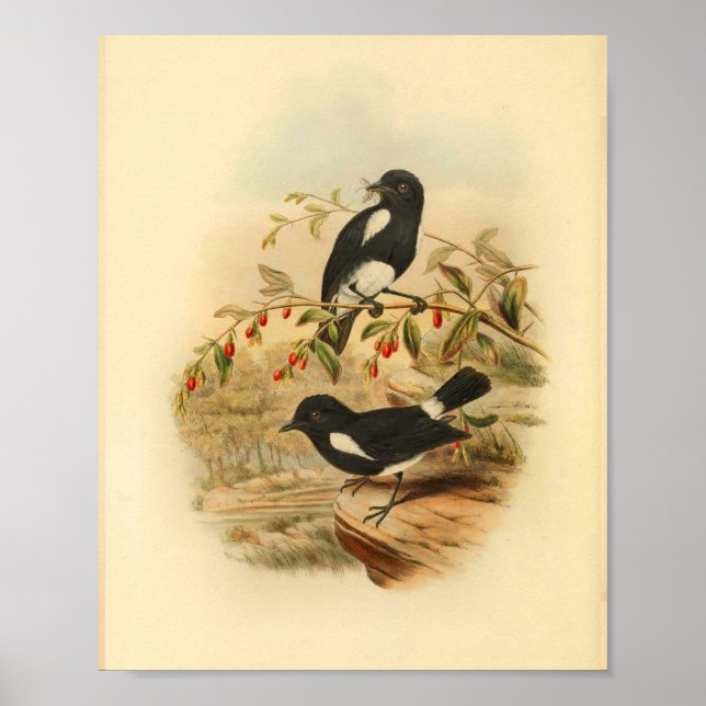 Black White Flycatcher Bird Vintage 1884 Print (Front)