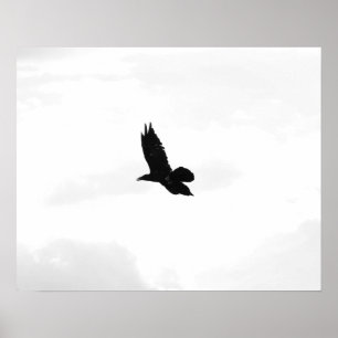 Black & White Flying Black Raven 16x20 Poster