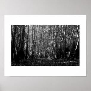 Black & White Forest Path Poster Print
