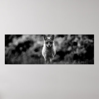 Black & White Fox Poster