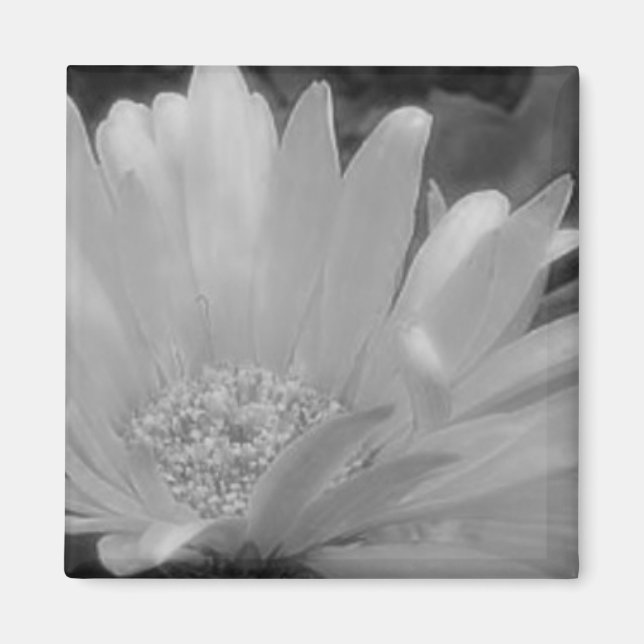 Black & White Gerber Daisy Magnet (Front)