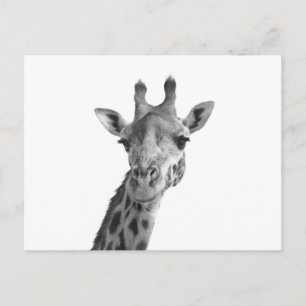 Black & White Giraffe Postcard