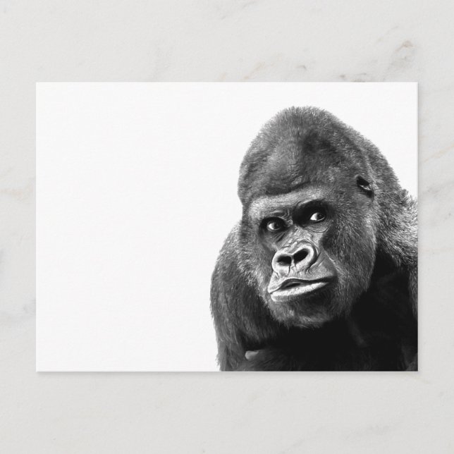 Black White Gorilla Postcard (Front)