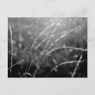 Black & White Grass Postcard