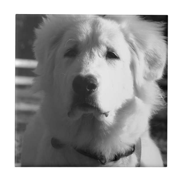 Black & White Great Pyrenees Tile (Front)