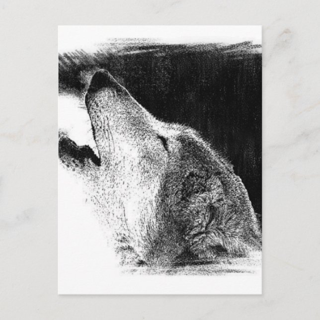 Black & White Grey Wolf Sketch Artwork Postcard (Front)