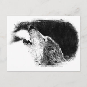 Black & White Grey Wolf Sketch Artwork Postcard